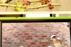 Birds-1-web