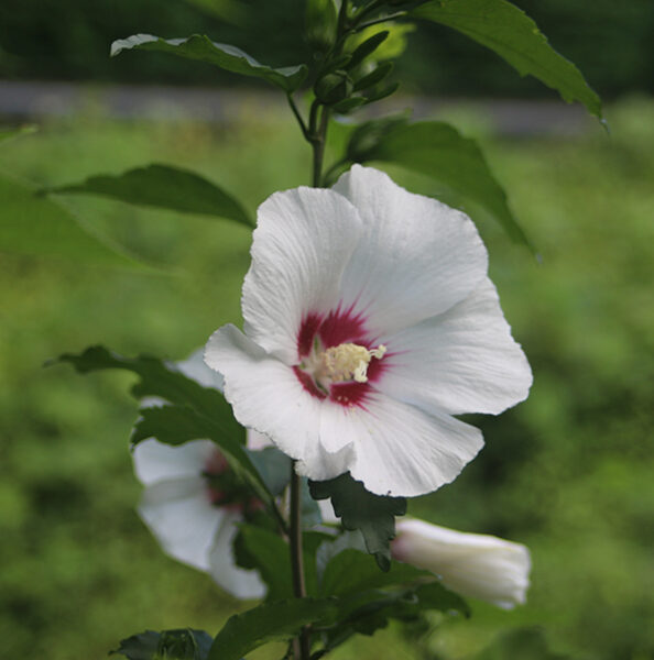 photo contest (1) web