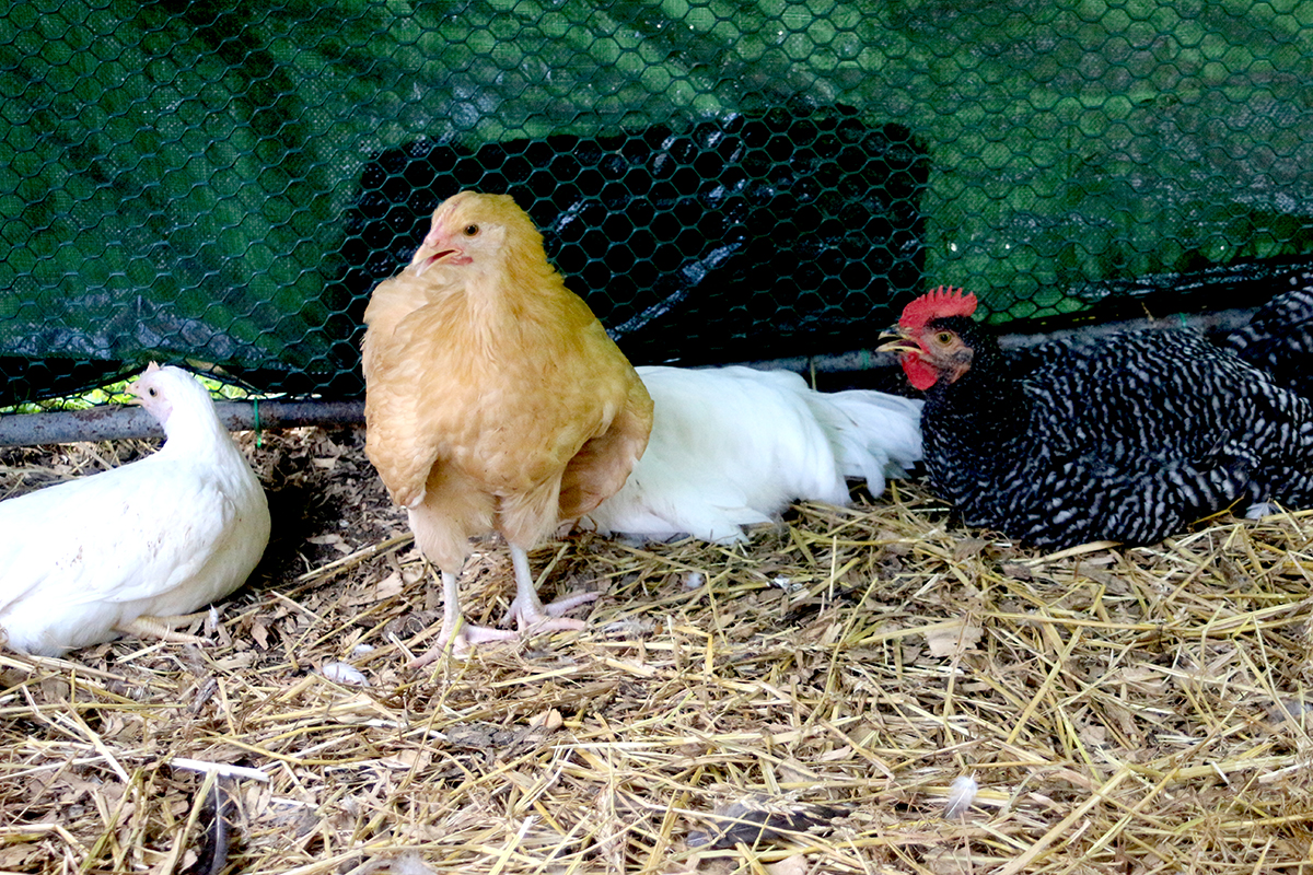 photo contest (2) web