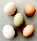 chicken eggs web