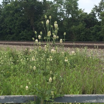 cutleaf teasel