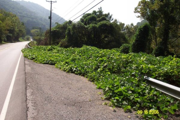 kudzu