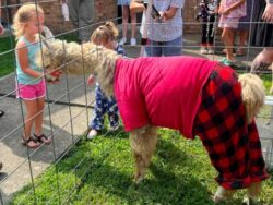 llama 1c