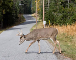 deer crossing web