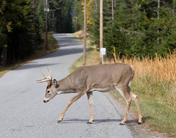 deer crossing web