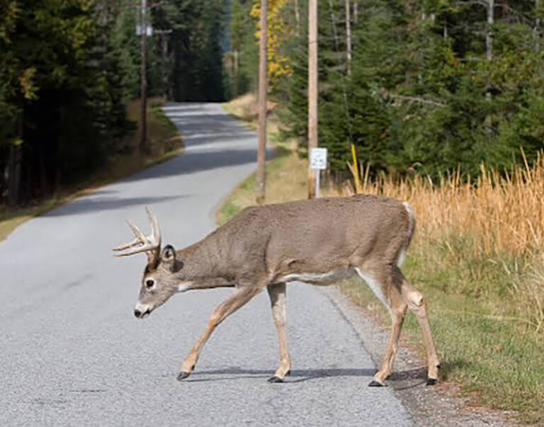 deer crossing web